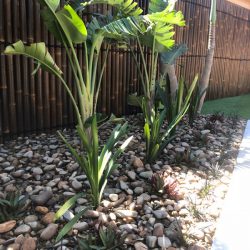 Palms in Pebbled Garden Bed