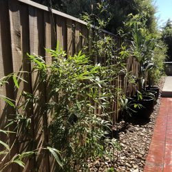 Plants in Pots